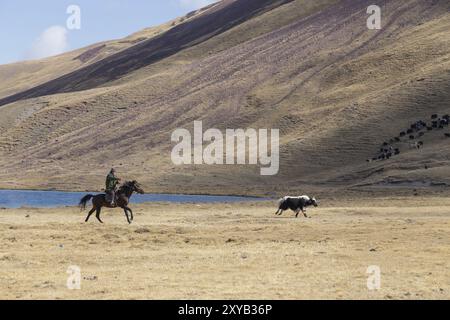 Lake Tulpar, Kyrgyzstan, October 07, 2014: Photograph of yak shepherds on horses, Asia Stock Photo