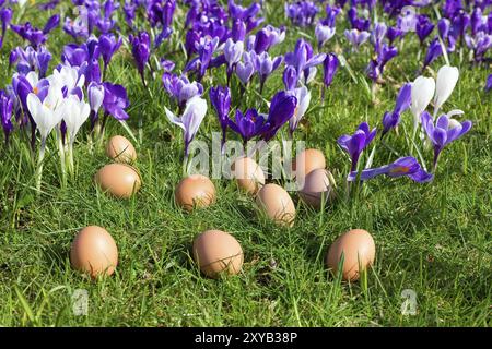 Loose chicken eggs lying on grass near blooming crocuses Stock Photo