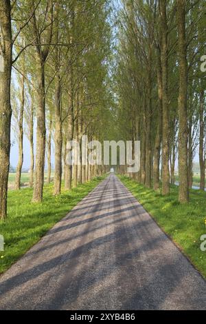 Tunnel road for bikes between tree rows Stock Photo