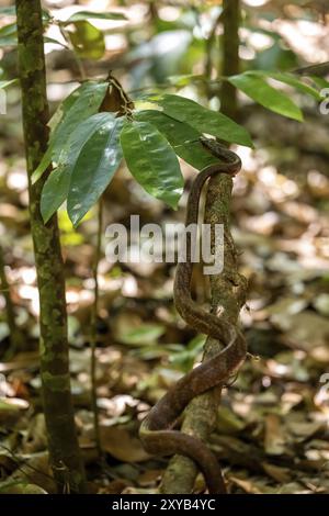 American whipsnake (Mastigodryas melanolomus), slithering on a branch, in the rainforest, Corcovado National Park, Osa, Puntarena Province, Costa Rica Stock Photo