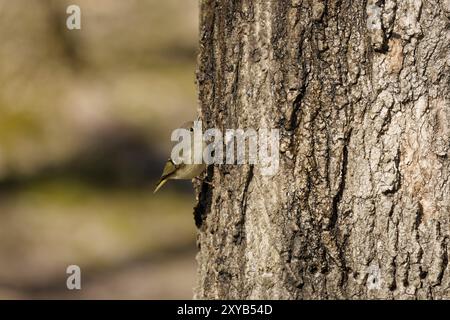 The ruby-crowned kinglet (Corthylio calendula) . In the spring, woodpeckers make holes in a tree from which sweet sap flows. Other birds also fly to t Stock Photo