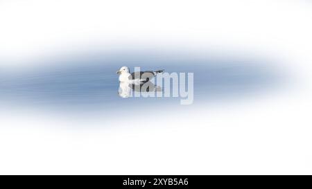 Seagull swims on the fjord in Norway in calm water. The sea bird is reflected in the water. Animal photo from Scandinavia Stock Photo