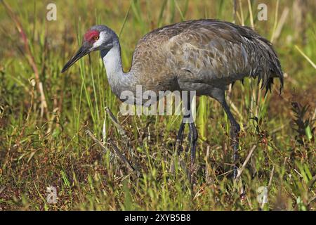 Sandhill crane (Grus canadensis), Venice Landfill, Venice, Florida, USA, North America Stock Photo