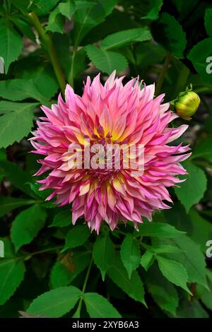 Beautiful big dahlia flower close up in summer garden. Tips of petals are pink, and towards the middle of flower they are colored yellow. Wonderful su Stock Photo