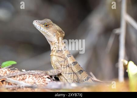 Common basilisk (Basiliscus basiliscus) adult female, Osa Peninsula, Puntarena Province, Costa Rica, Central America Stock Photo