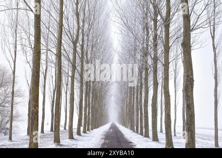 Bicycle road between tree rows in winter Stock Photo