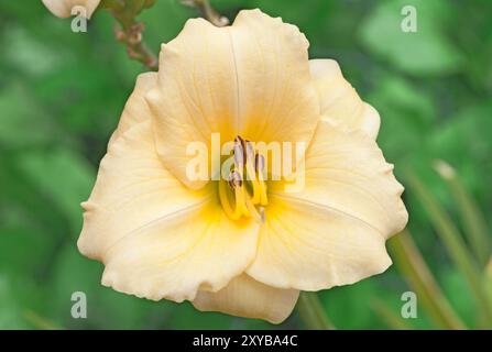 Day Lily 'Longflelds Pearl', Hemerocallis Stock Photo