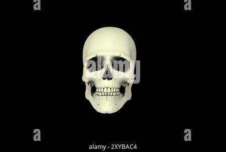 Front view of human skull Stock Photo