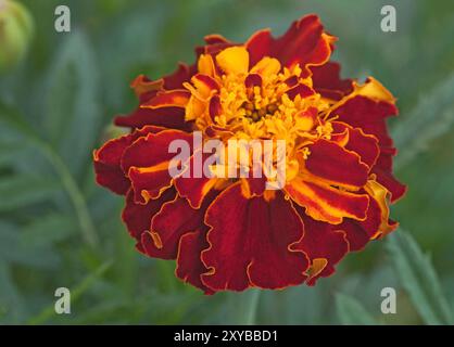 French Marigold 'Bolero', Tagetes patula nana Stock Photo