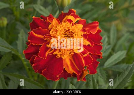 French Marigold 'Bolero', Tagetes patula nana Stock Photo