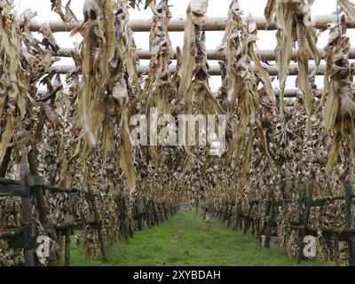 Drying rack with fish carcass in Iceland Stock Photo