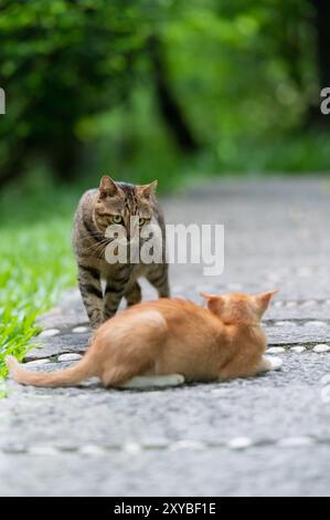In the park, two cats are playing. Stock Photo