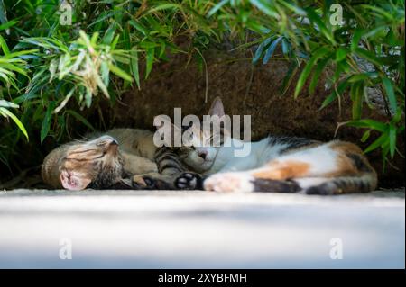 Outdoors, two kittens sleep on their stomachs together Stock Photo