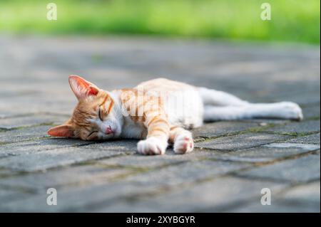 Outdoors, the kitten sleeps on the ground Stock Photo