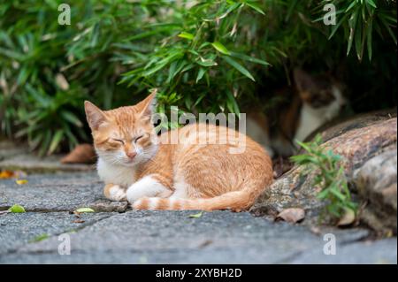 Outdoors, the kitten sleeps on the ground Stock Photo