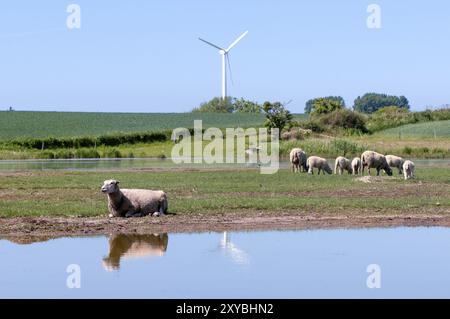 Landscape with sheep, a pond and wind turbine in the background on the island Langeland, DK Rural landscape with sheeps, lake and a wind turbine in th Stock Photo