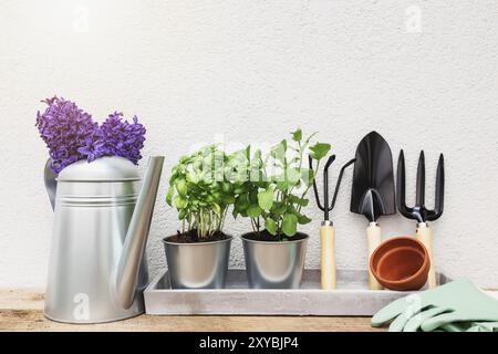 Gardening hobby concept, blue purple Hyacinth, green mint and basil herbs in metal pot, small garden pitchfork or rake and shovel, gloves, ceramic pot Stock Photo