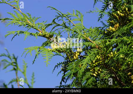 Close up Thuja occidentalis, northern white-cedar, eastern white-cedar,or arborvitae. Leaves and immature cones. Family Cupressaceae. Dutch garden, Stock Photo