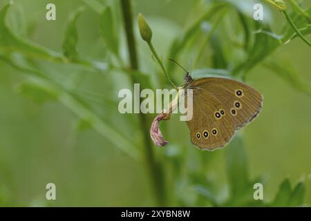 Ringlet sit on a blade of grass Brown woodland bird in the morning sun Stock Photo
