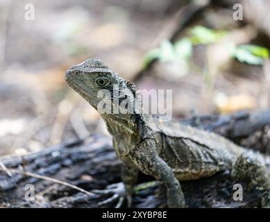 Portrait of a wide-eyed Australian Water Dragon with head raised in Lane Cove National Park, NSW, Australia Stock Photo