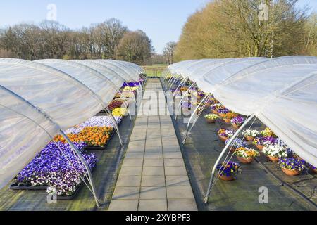 Two plastic european greenhouses with straight path and colorful blooming pansies Stock Photo