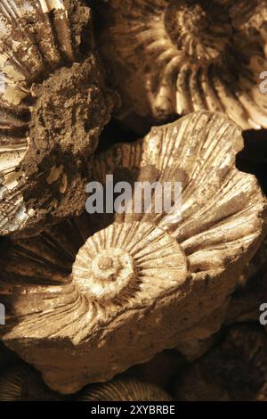 Closeup of fossilized ammonites Stock Photo