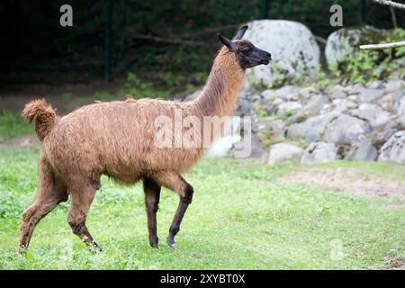 Lama in the run in a clearing Stock Photo