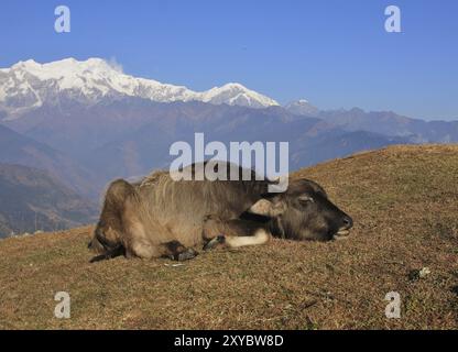 Water buffalo baby sleeping on a hill top in Ghale Gaun Stock Photo