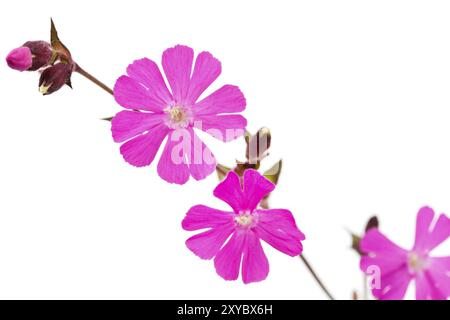 Red campion (Silene dioica) on a white background Stock Photo