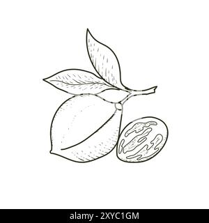 Vintage Retro Ink Hand Drawn of Nutmeg for Medical Herb and Spice or Agriculture Farm Product. Vector Illustration Stock Vector