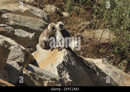 Young grey langur monkeys photographed in Bamboo, Langtang National Park, Nepal, Asia Stock Photo