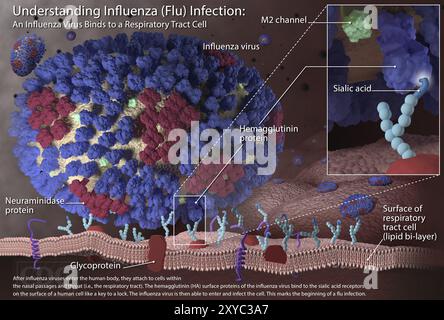 3D image illustrating the very beginning stages of an influenza (flu) infection. Most experts think that influenza viruses spread mainly through small Stock Photo