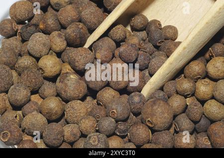 Allspice with wooden spoon Stock Photo