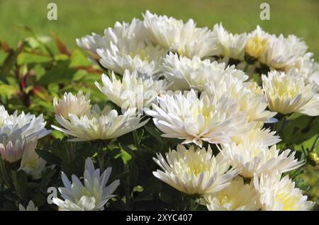 Chrysanthemum white, chrysanthemum white 01 Stock Photo