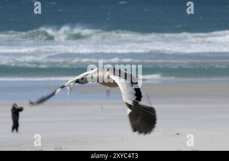 An Upland Goose (Chloephaga picta) flying at a beach, Saunders Island, West Falkland Stock Photo