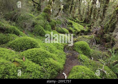 Scene on the Green Lake tramping trail. Fjordland National Park, New Zealand. Forest floor covered by green moss Stock Photo