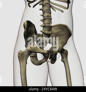 Three dimensional view of human pelvic bones Stock Photo