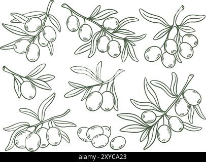 Olive tree branches hand drawn set. Ink sketch olives with leaves. Oil crop harvest. Healthy organic food. Italian, Greek traditional agriculture Stock Vector
