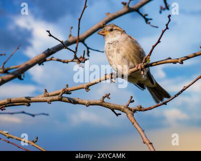 Female house sparrow sitting on a tree branch Stock Photo