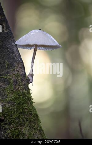 Small white milk mushroom growing diagonally from a dark branch against a blurred background Stock Photo