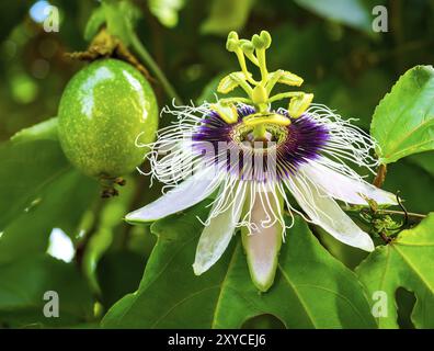 Passion fruit and flower on a vine Stock Photo