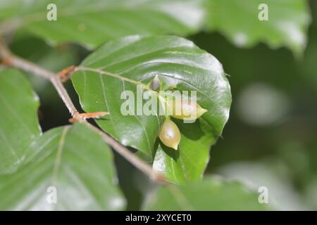 Gall midge on a beech. Beech gall midge, galls on the leaf of a beech tree Stock Photo