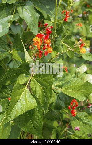 Scarlet runner beans (Phaseolus coccineus) flowering Stock Photo