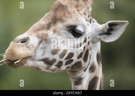 Portrait of a Giraffe. portrait of a Giraffe Stock Photo