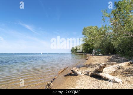 Rotten tree trunk lies on the shore of Lake Chiemsee in Bavaria with reeds and blue sky Stock Photo