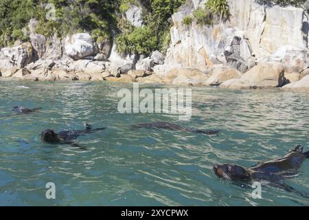 Swimming seals in Abel Tasman National Park, New Zealand, Oceania Stock Photo