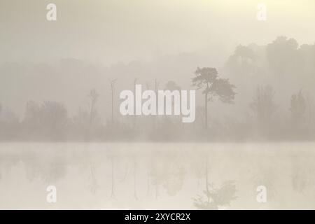 Coniferous forest by lake in dense fog at sunrise Stock Photo