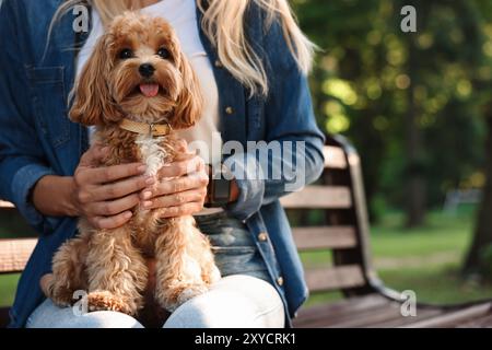 Woman with cute dog on bench in park, closeup Stock Photo