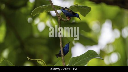 The red-legged honeycreeper (Cyanerpes cyaneus), two adult males on a branch, blue birds in the tropical rainforest, Corcovado National Park, Osa, Pun Stock Photo