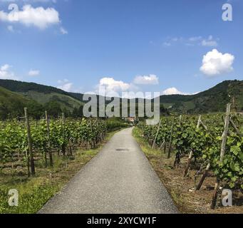 Field path with vines in the Ahr valley Stock Photo